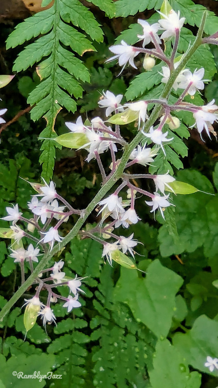 A sprig of small star shaped white flowers