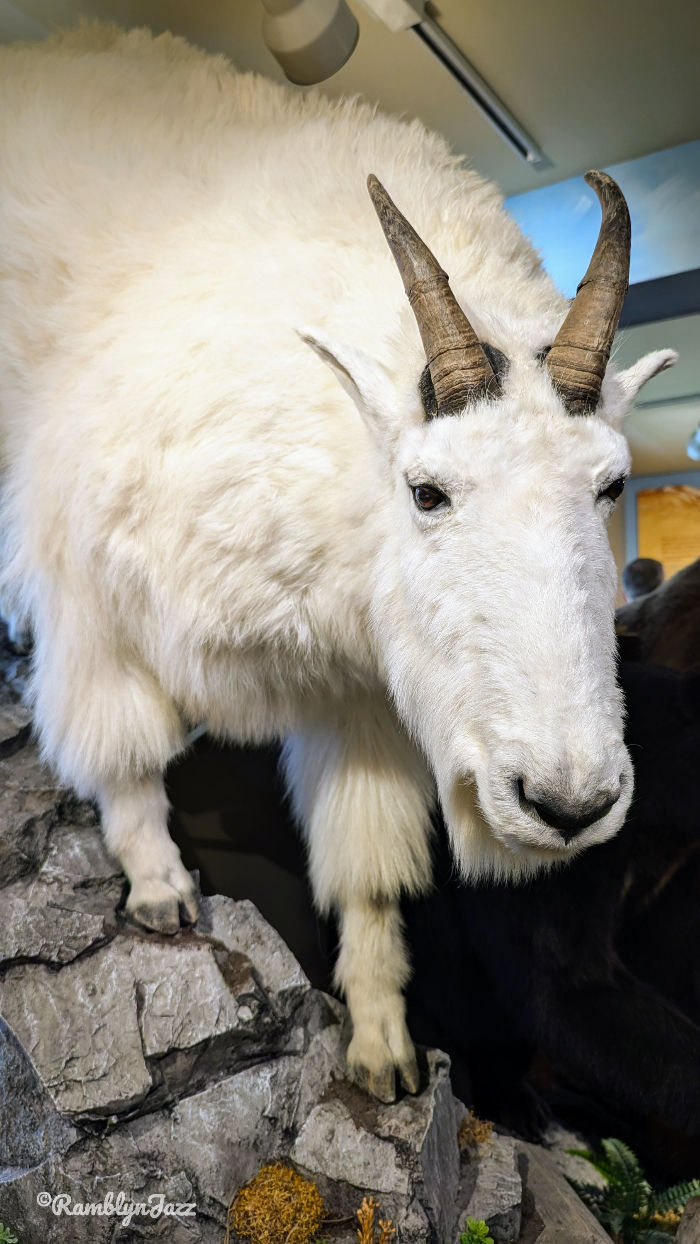A taxidermied young big horn sheep