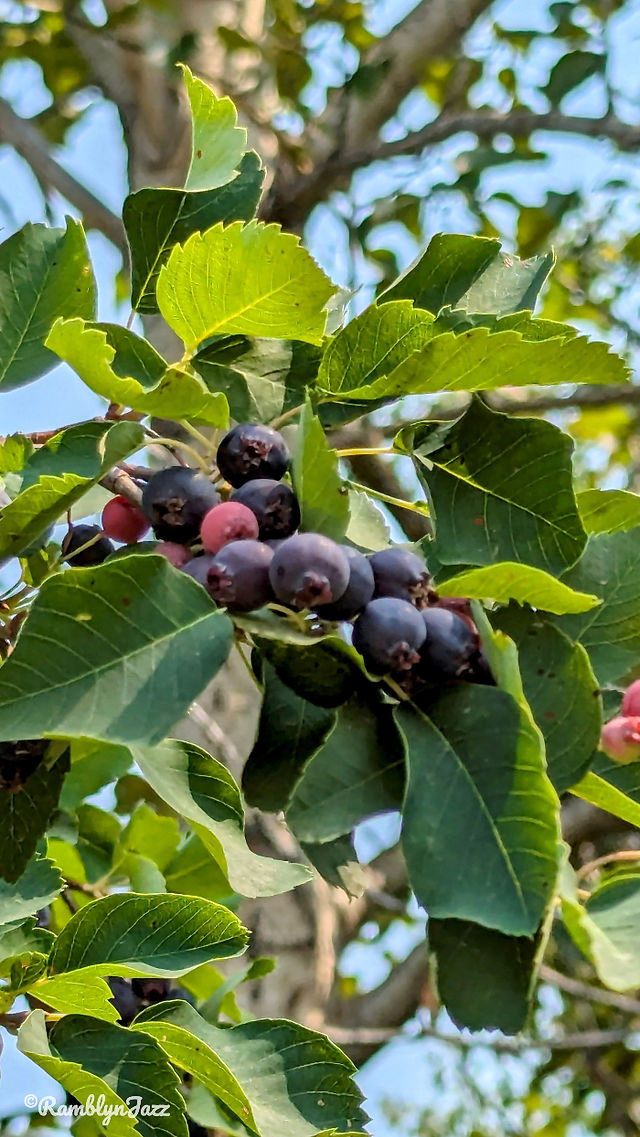a cluster of blueberries