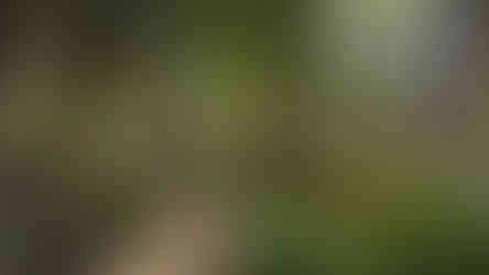 a pathway in a park with lush greenery all around