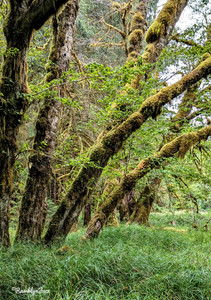 leaning moss-covered trees with tall grasses at their base