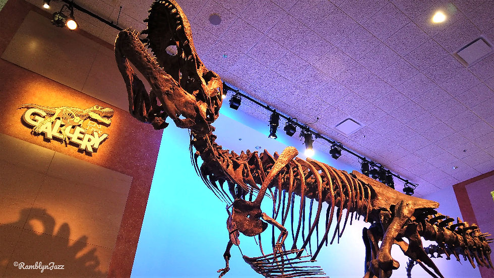 T. rex skeleton displayed in a brightly lit gallery with blue and brown walls. The word "GALLERY" is visible on a wall sign.