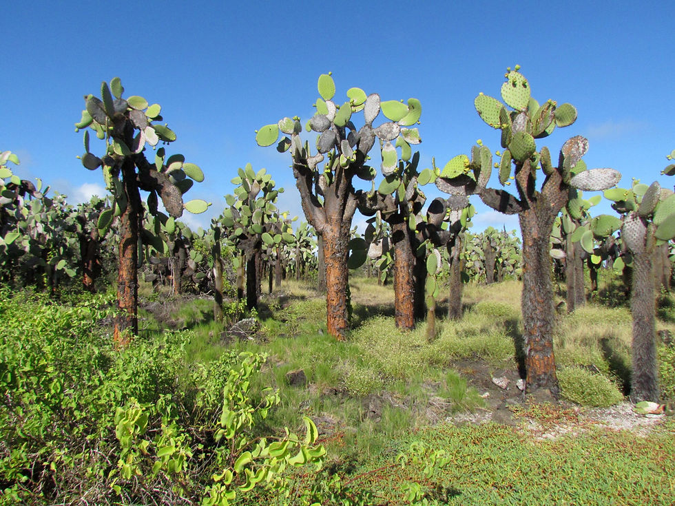 Opuntia.jpg