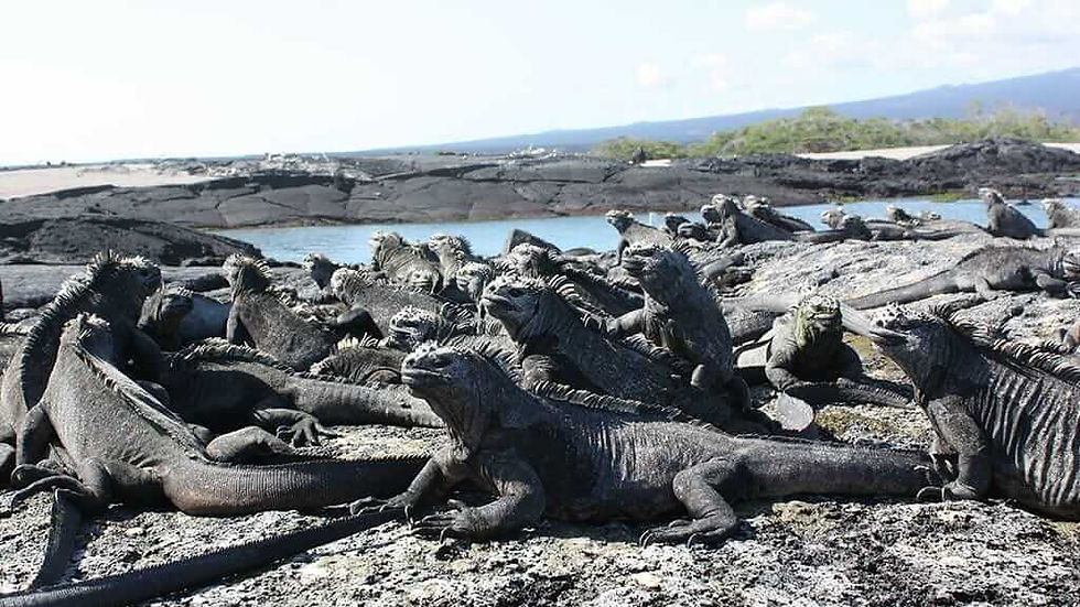 Eye-level view of rocky coastline with marine iguanas basking on volcanic rocks
