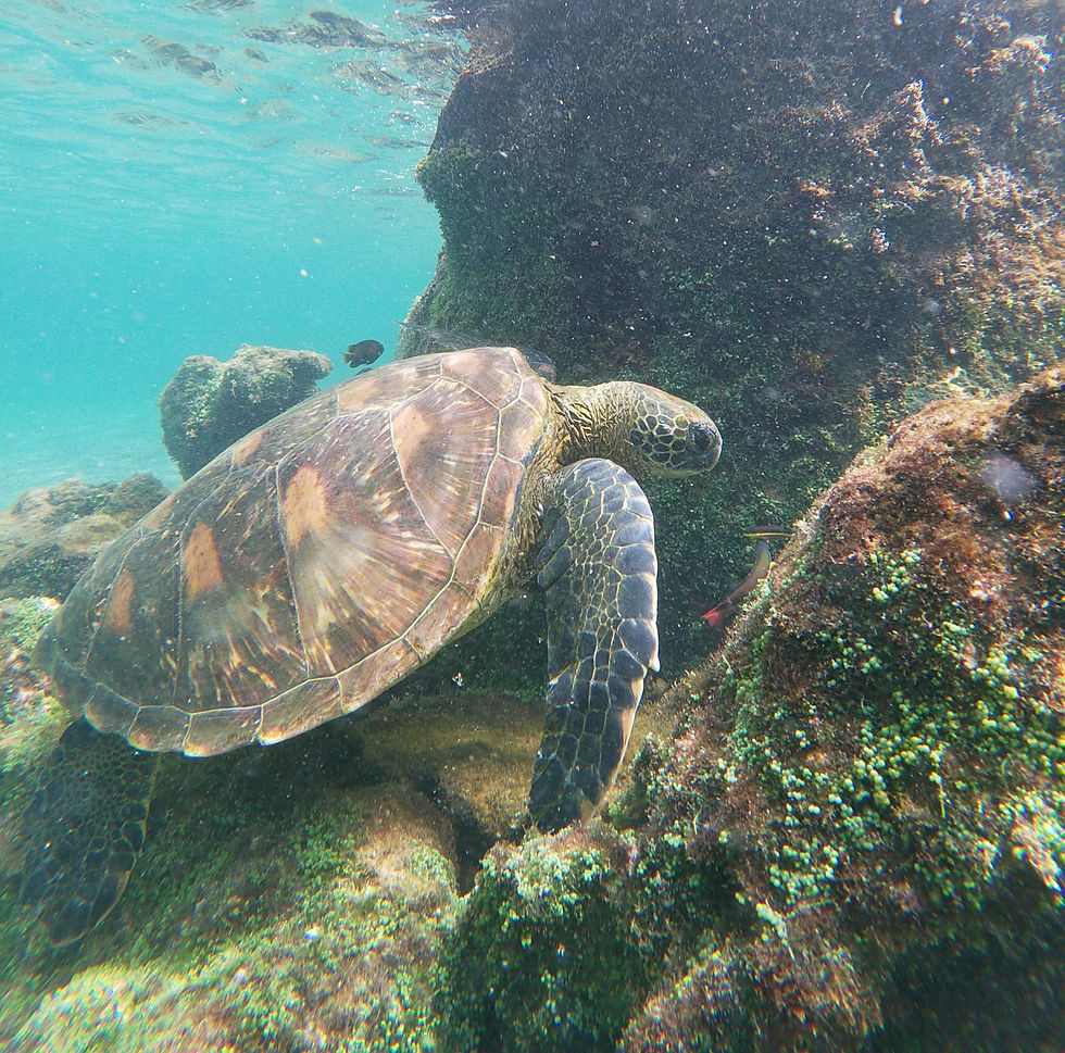 Wide angle view of underwater lava formations with tropical fish