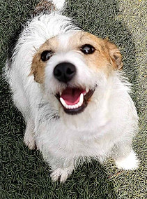 rescue dog, dog adoption, adopt a dog, foster a dog, animal rescue, animal adoption, animal charity