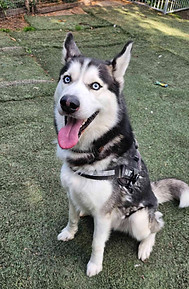 rescue dog, dog adoption, adopt a dog, foster a dog, animal rescue, animal adoption, animal charity