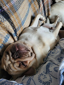 rescue dog, dog adoption, adopt a dog, foster a dog, animal rescue, animal adoption, animal charity