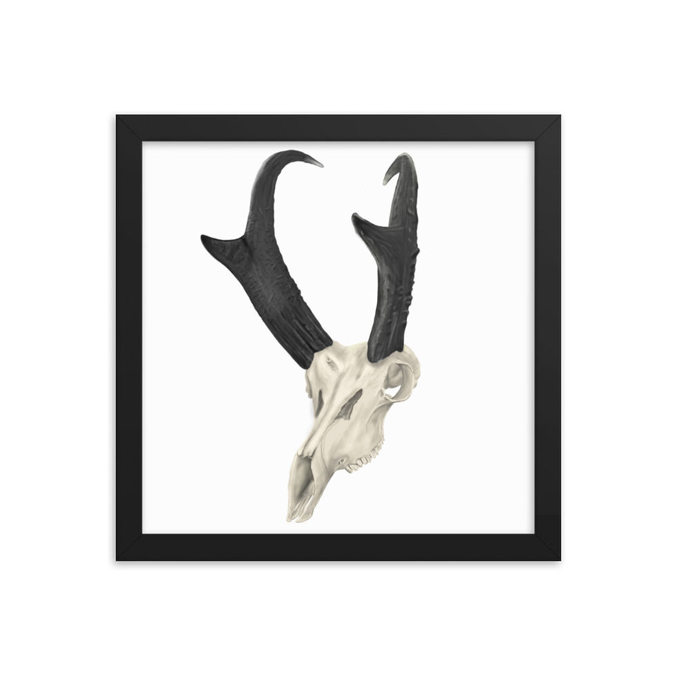Thumbnail: Pronghorn Framed poster