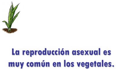 rep vegetativa.gif