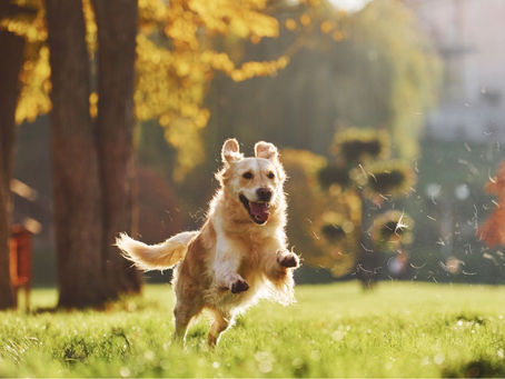 Finding the Paw-fect Match: How to Choose the Right Dog Breed for Your Lifestyle