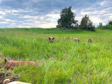 The Nutritional Difference: Why Pasture-Raised Pork Is Worth Every Penny