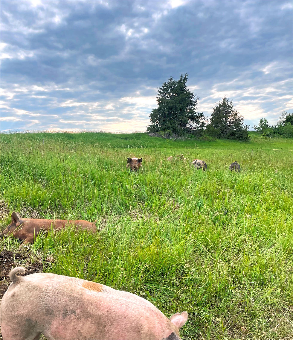 Pasture-raised pigs grazing in a lush green field under a cloudy sky, showcasing natural and ethical farming practices.