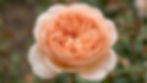 Juliete Rose