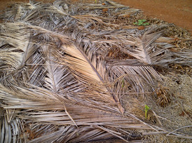 coconut leaf mulching.jpg