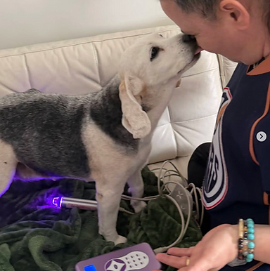 Georgia experiencing Scalar Wave Animal Energy Healing and Therapy In-Person