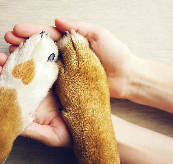 Animal Healing and Energy Support Club