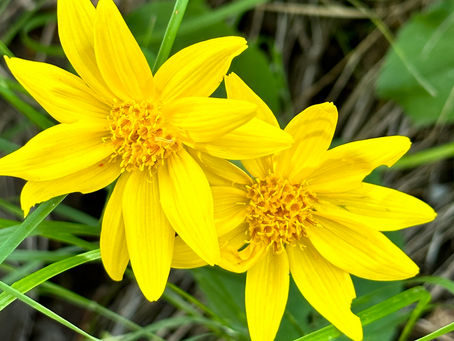 Mastering Sugar Addiction: Tips from a 25-Year Pro