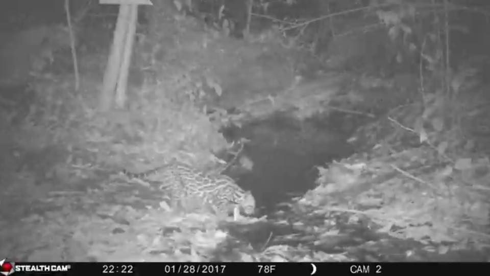 A nocturnal scene captured by a trail camera shows a spotted wild cat drinking from a forest stream at the Jaguars Jungle Lodge near the Corcovado National Park