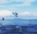 Mobula Rays Soaring through the air Photo byThe Jaguar's Jungle Lodge