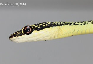 Golden Tree Snake