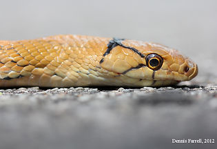 Copperhead Rat Snake