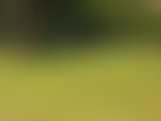 Small bear sighting.