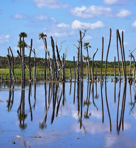 Wetlands 12.jpg