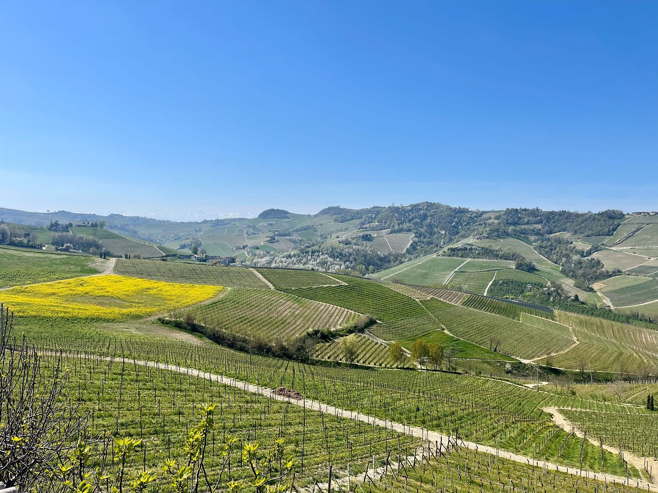 Barolo vineyard tour Italy.jpg