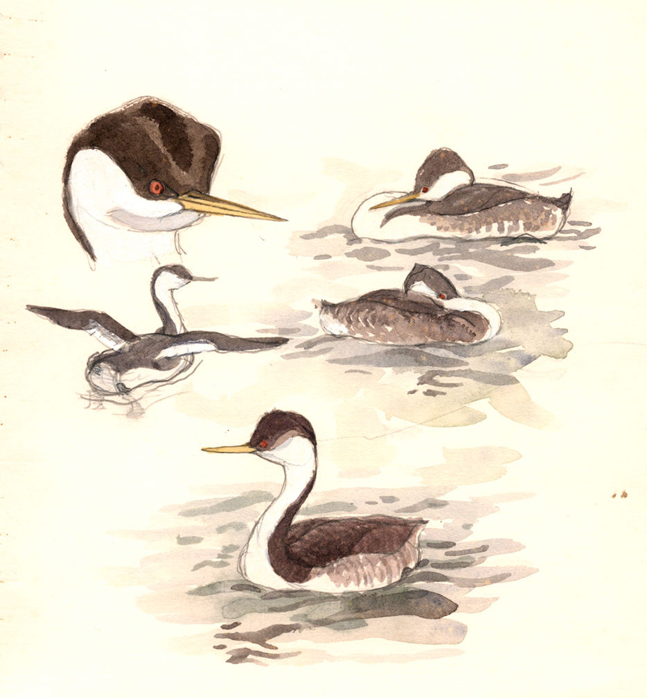 Western Grebe