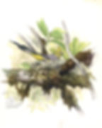 Silky Flycatcher on Nest