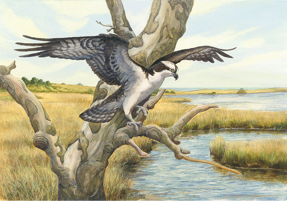 Final Osprey