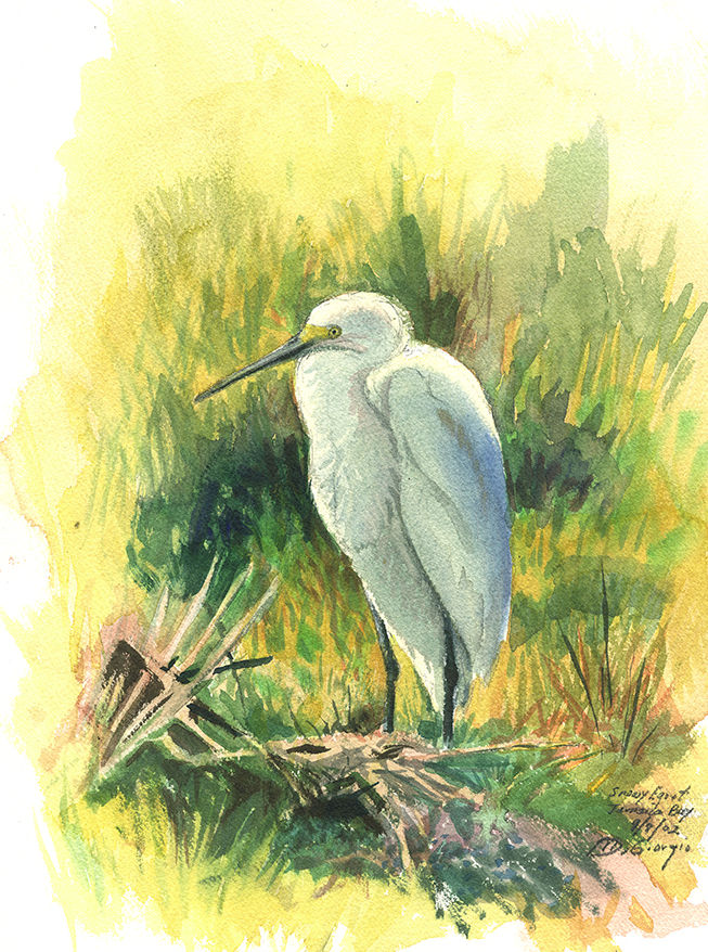 Jamaica Bay Egret