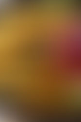 Spinach Quinoa Patties