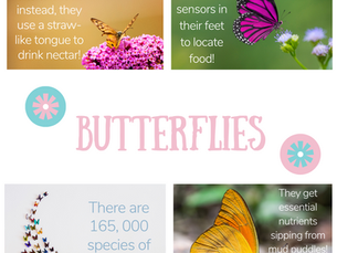 Fun Facts: Butterflies