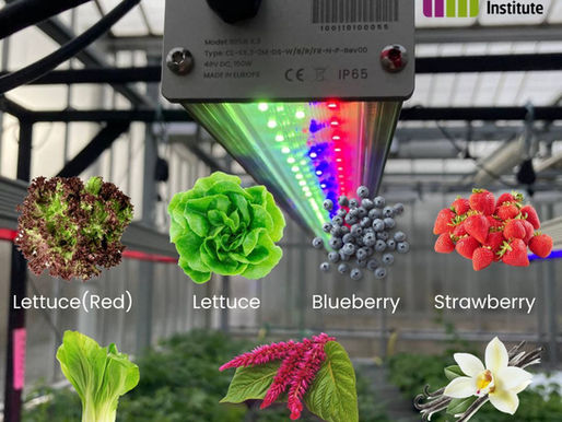 Exploring the Future of Plant Growth with SiriusX.3 Lighting Technology at The James Hutton Institute