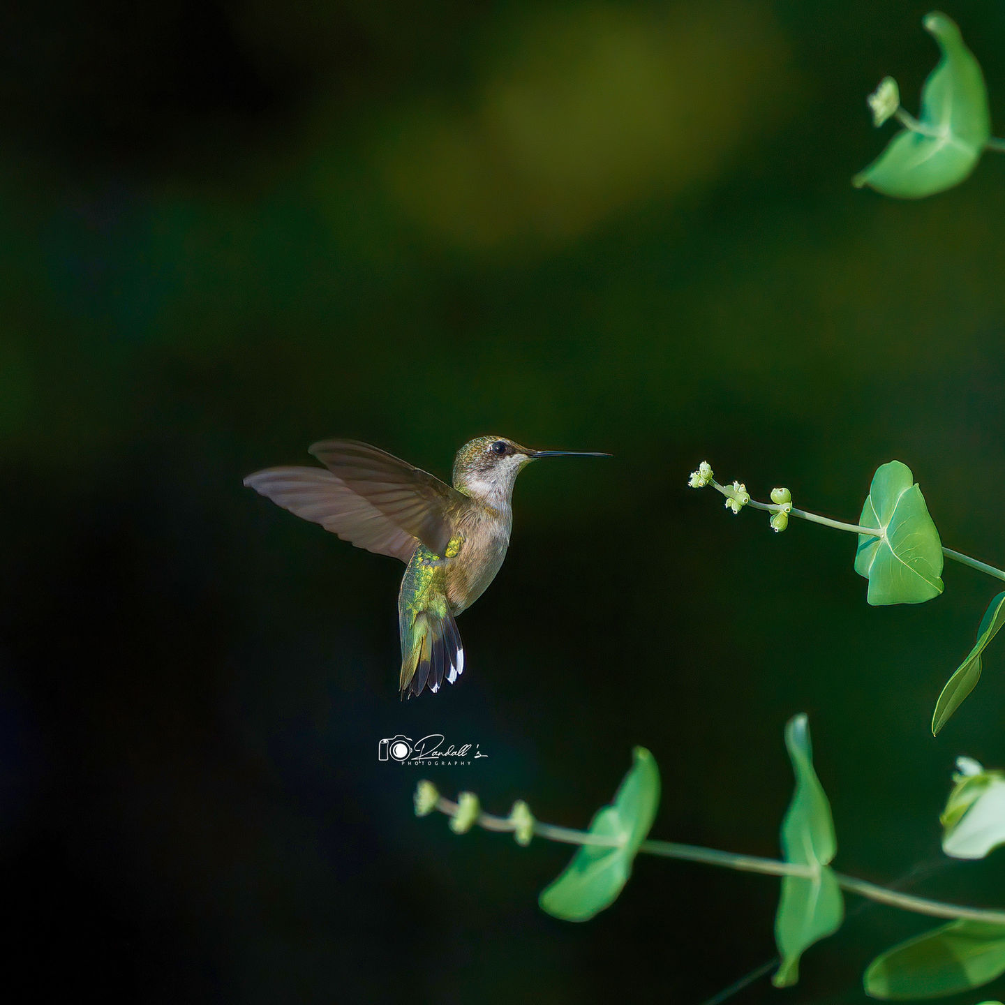 Ruby-throated Hummingbird.