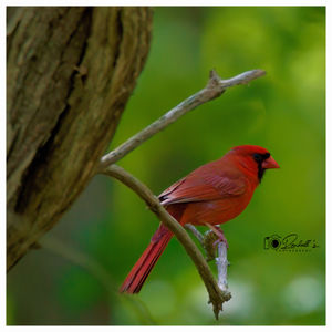 Northern Cardinals