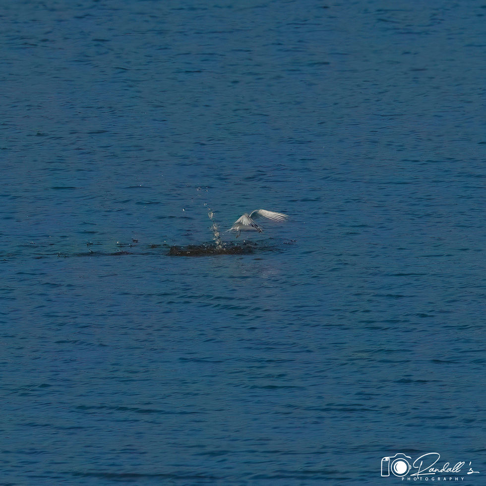 Glaucous-winged Gull with breakfast.