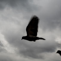 Tirages animaux Julie Fuchs Photographe-3.jpg