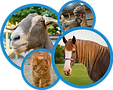 MeetOurAnimalsCollage.png