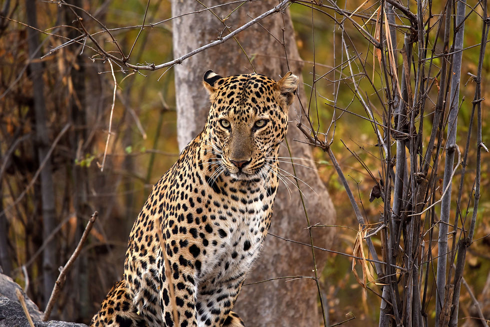 Tadoba Andheri Tiger Reserve-2018