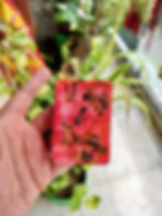 Rose soap