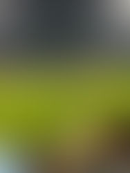 Sarr channels Afcon agony into goals as Palace set up quarter-final with Fiorentina after Cyprus toil