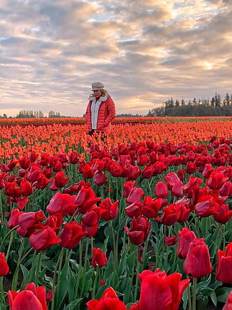 tulips.jpeg