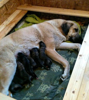 Puppies "A"