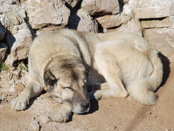 Karabaş