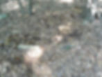 Gaines-Clardy Cemetery