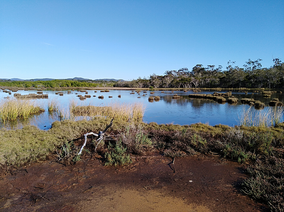 Episode 1: Can wetlands clean our runoff?