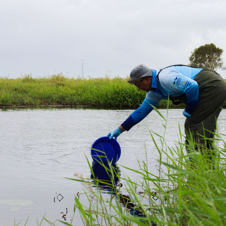 Wetlands, agriculture and water quality